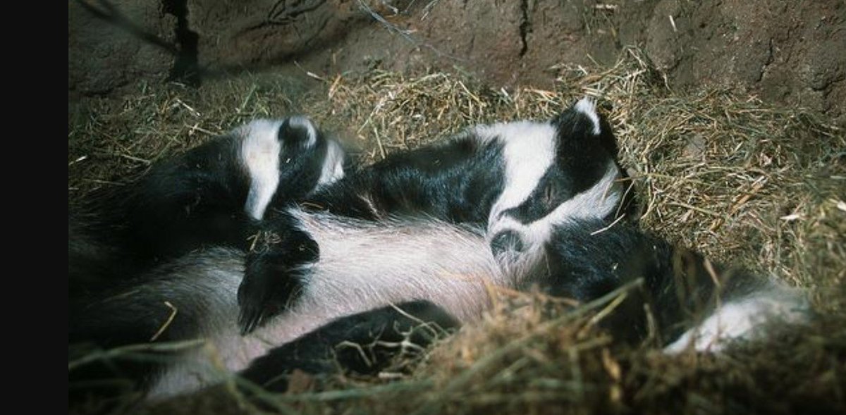 барсук в зимней спячке. зимняя спячка барсука. спящий барсук. барсук в спячке. барсук в зимней спячке.