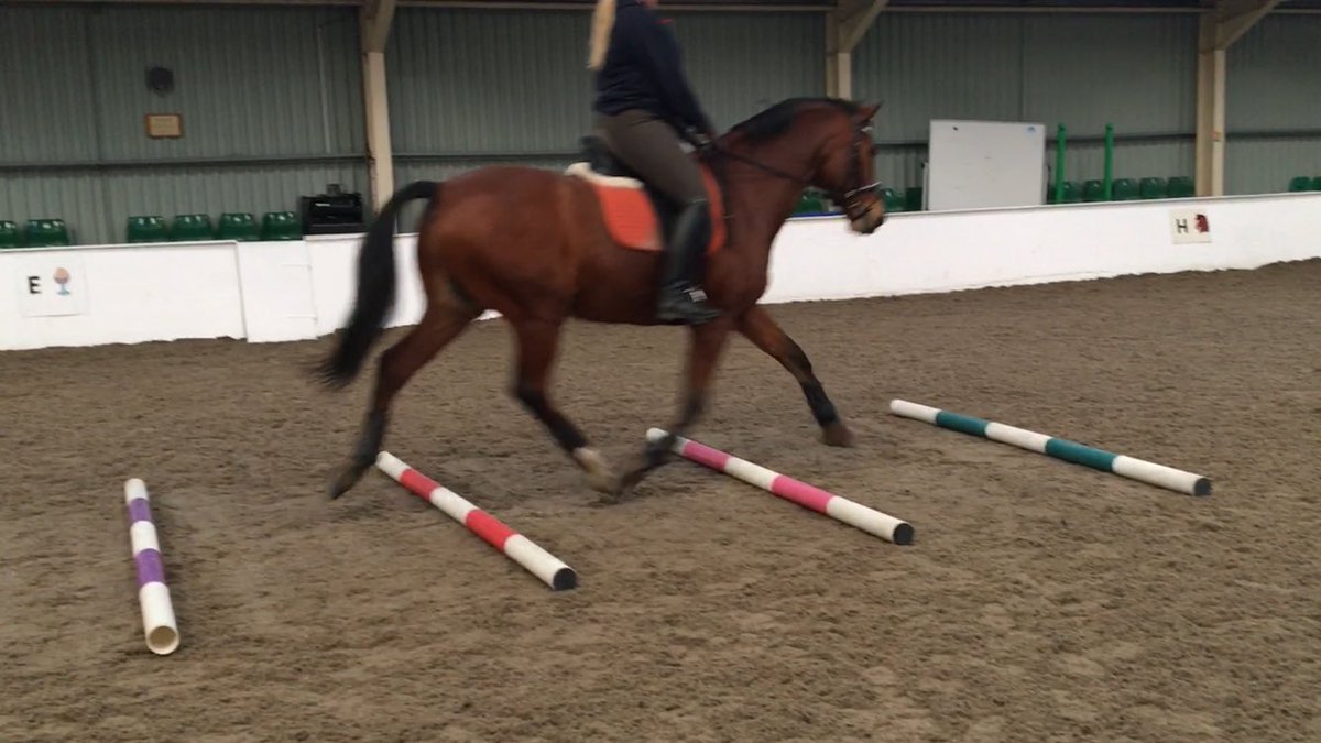 sarahpenniwells's tweet photo. Pole work day #Dressage #Training #scalesoftraining #challenge #improve #horses @penniwellsrda https://t.co/qx8MrYoy0L