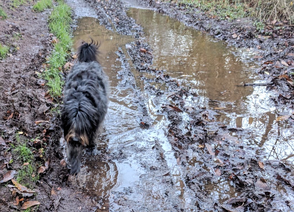 _MollyBear's tweet photo. Walk 'around' the puddle? I don't think so. #muddypaws #muddyundercarriage #bathtimeforbears ,🐾💖🛁🚿😲 https://t.co/sMd6TzrHWA