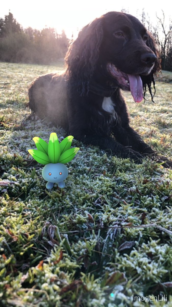 Rowanjo18's tweet photo. Beautiful brisk walk this morning. ❄️
Who’s your hunting partner? 🐕
#PokeMongrol #PokemonGo #DogsOfPokemon #Albie #Bellsprout https://t.co/P4x2UAlHGL