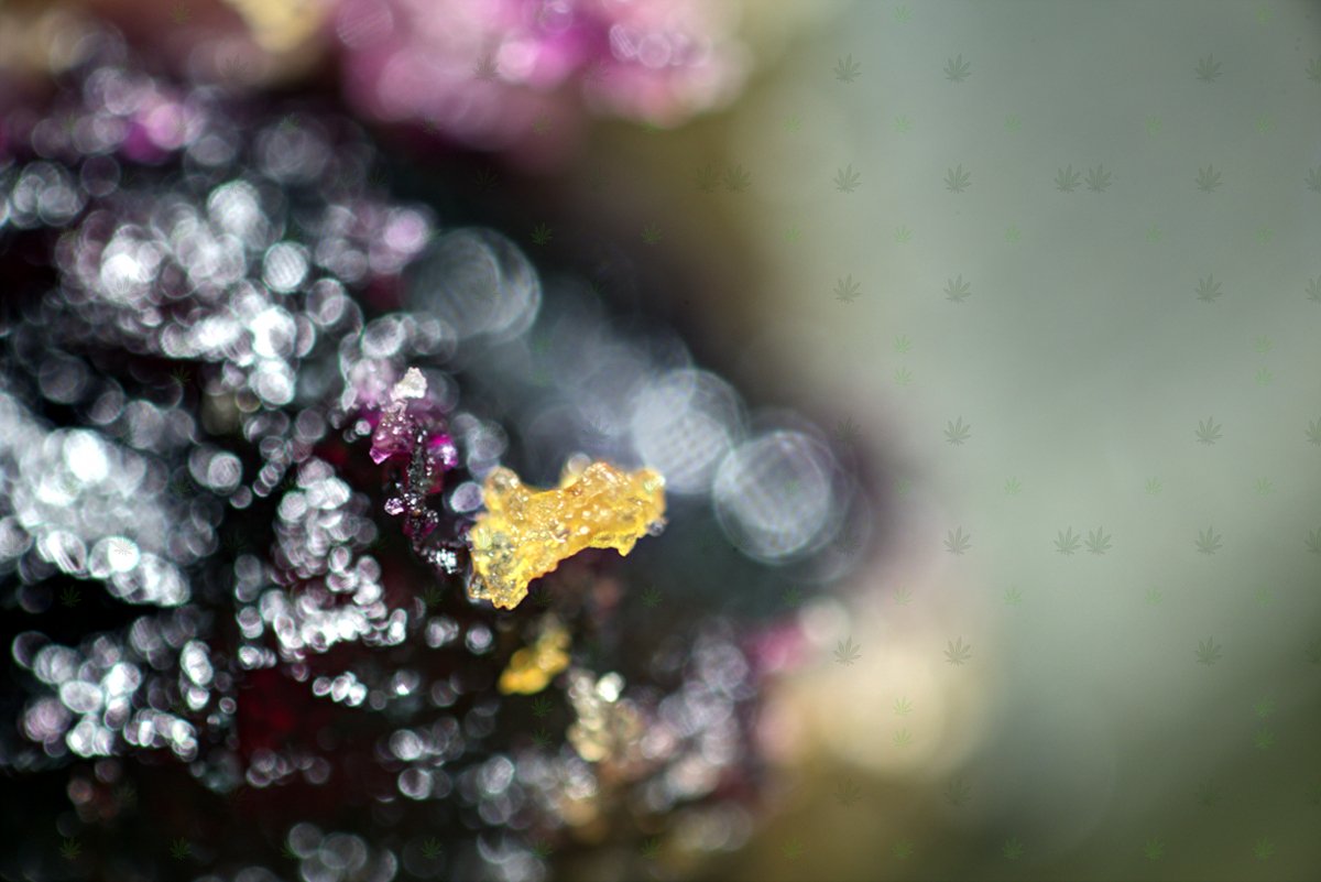schwagged's tweet photo. more delicious crumbs
of knowledge get tucked away
than dispersed for all

#golden #cannabis #cookie #crumbs #blueberry #marijuana #edible #goodness #wakeandbake https://t.co/FqftNIuYjY