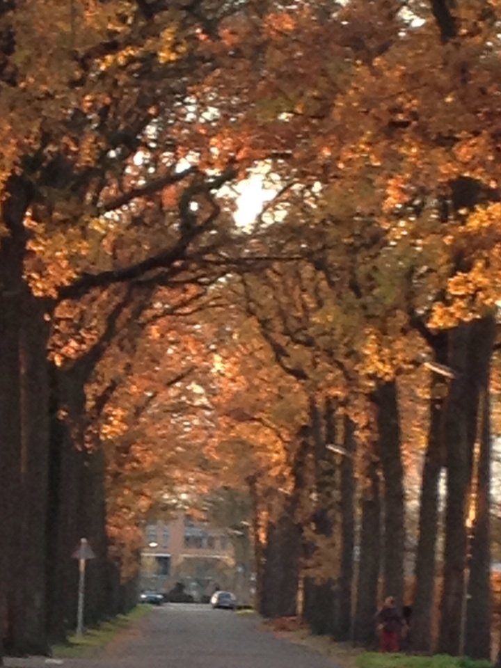theojongedijk's tweet photo. De #Groenstraat in #Teteringen doop ik bij deze om in Oranjestraat https://t.co/ktHjLNhXZT