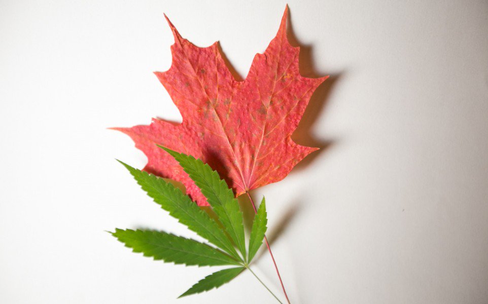 greensocietyca's tweet photo. Patients Welcome New Changes to Canada’s Medical Marijuana Program. Check out more here: https://t.co/IHWcFrfoLE #hightimes #hash #dabbersdaily #highmerica #sativa #maryjane #weedculture #cannabis #marijuana #medicalmarijuana #medicalcannabis #stonerdays #planetkush #sativadivas https://t.co/lRXDJY9sCs