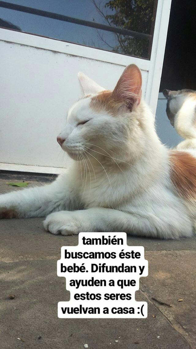levitsof's tweet photo. Por favor ayuden a difundir. Todxs podemos hacer que estxs seres vuelvan a casa. https://t.co/4d25dzlz58