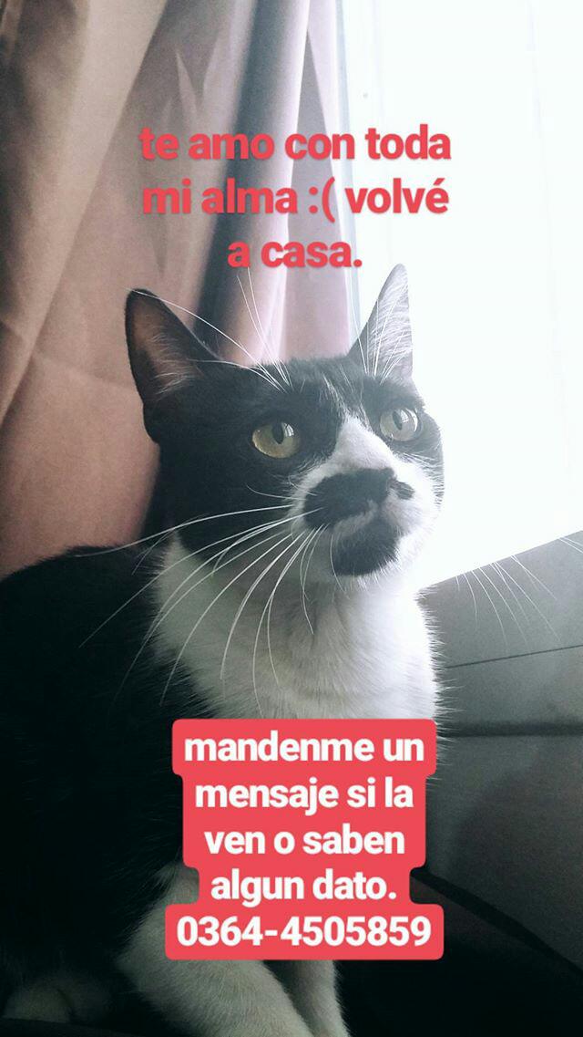 levitsof's tweet photo. Por favor ayuden a difundir. Todxs podemos hacer que estxs seres vuelvan a casa. https://t.co/4d25dzlz58