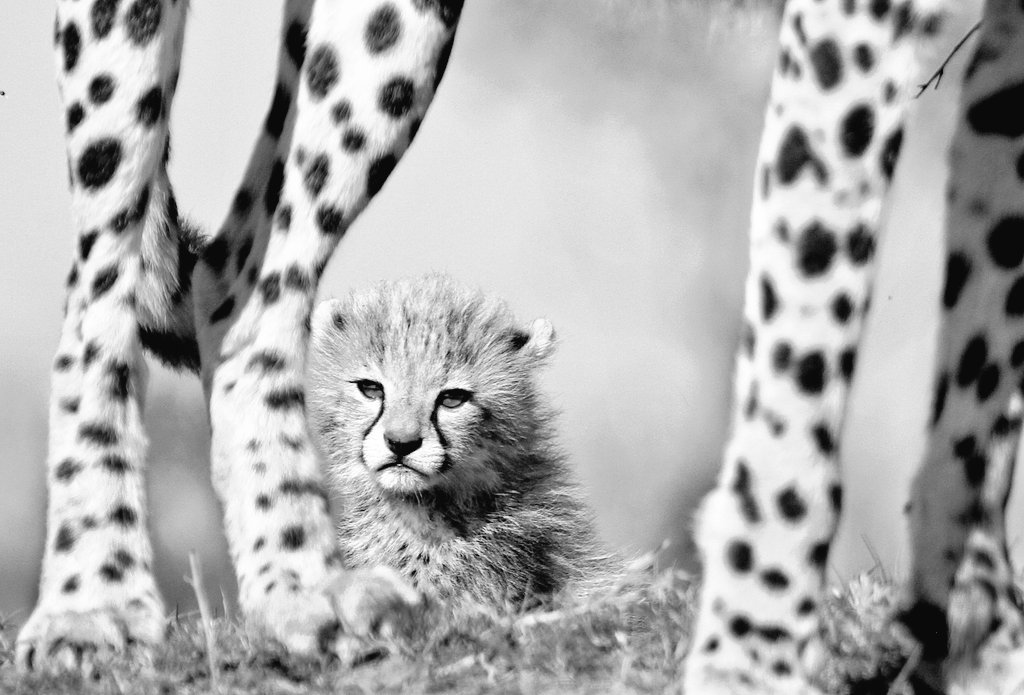 safaricompass's tweet photo. If you’re planning your first trip to Africa, or you’re returning to experience more of the diversity East Africa offers, we are here to inspire you. #Compassadventuresafaris. agreenwarrior@gmail.com https://t.co/6H2RiGxKXM
