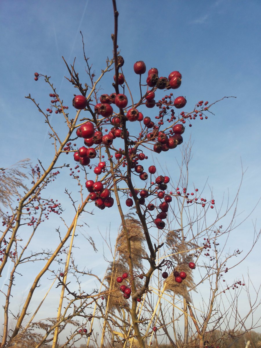 Het wordt komende vrijdag (1 december) echt #WinterWandelWeer. Zin om mee te gaan naar de Kop van Pannerden?  #Missietocht #OnzeWaal
facebook.com/events/3036053…