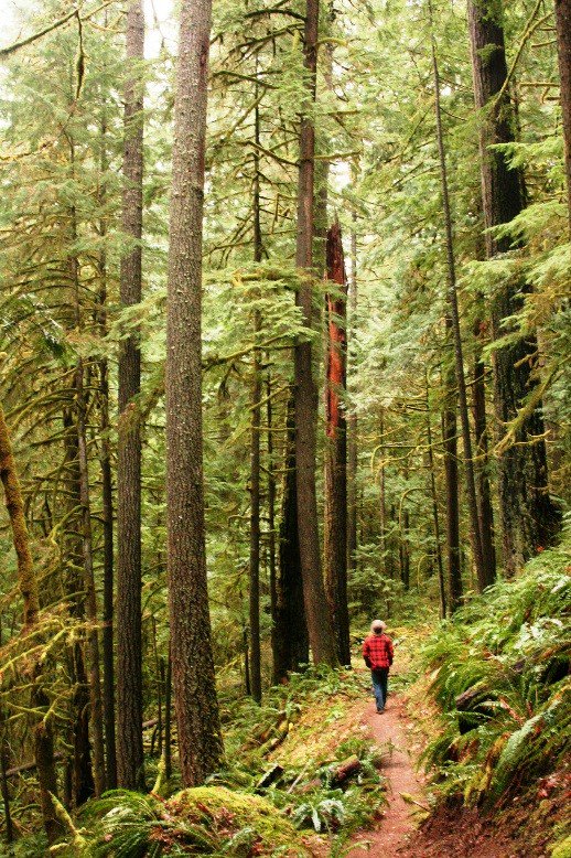forestservice's tweet photo. #DYK simple exposure to green spaces may improve human health? So go out and explore your amazing local national forest! https://t.co/59yRJKplS7