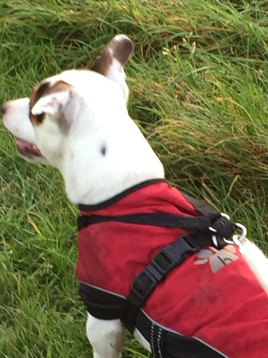 cazm4's tweet photo. Cold frosty walk today,but we wrapped up cosy #earmuffson #cosycoats there's even snow on the Lommond hills in the distance🏔Wishing all our friends a great weekend🤗🐾💙💜 #keepcosy https://t.co/8pIODNV05K