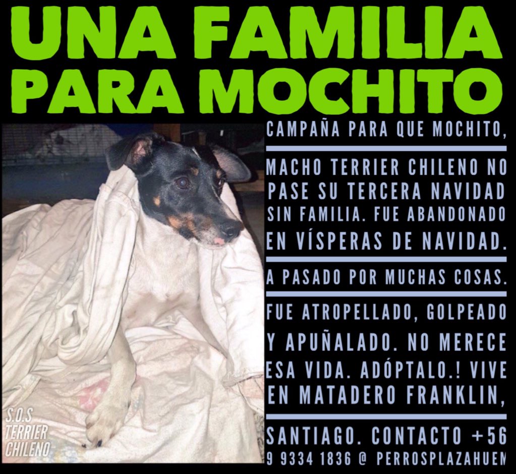 <a href="/PerrosPlazaHuem/">Perras Tuiteras🐾 Barrio Franklin 🇨🇱🐶🐱</a> <a href="/millha1907/">MILLHA</a> <a href="/danielasuau/">me dicen Guau</a> <a href="/bartorell/">#SoyBartorell</a> <a href="/carolinapinoc/">Caro 🌲 C.</a> @rominasaoficial <a href="/pewos/">ℙ𝕖𝕨𝕠𝕤 ℍ𝕚𝕡𝕤𝕥𝕖𝕣𝕤</a> <a href="/UaaChile/">UAA Chile</a> <a href="/SOS_Animales/">SOS Animales</a> <a href="/adogtamecl/">adogtame</a> #UnaFamiliaParaMochito #TerrierChileno abandonado hace casi 3 años en Matadero Franklin. <a href="/TonkaTP/">Tonka Tomicic</a> <a href="/fuentesilva/">Eduardo Fuentes Silva</a> @jpcrettino <a href="/kattykowaleczko/">Katty Kowaleczko</a>