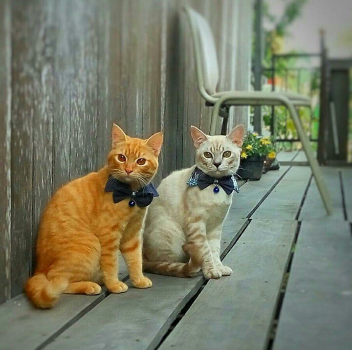 Millo dan Garfield support Kakak Bunga Jelitha #MissUniverse #indonesia