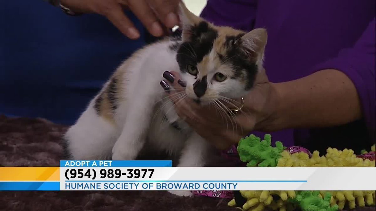 Adopt a Pet: Here is today's guest from the Humane Society of Broward County: bit.ly/2jmHIZq?utm_so… https://t.co/IwNZBBQiUt