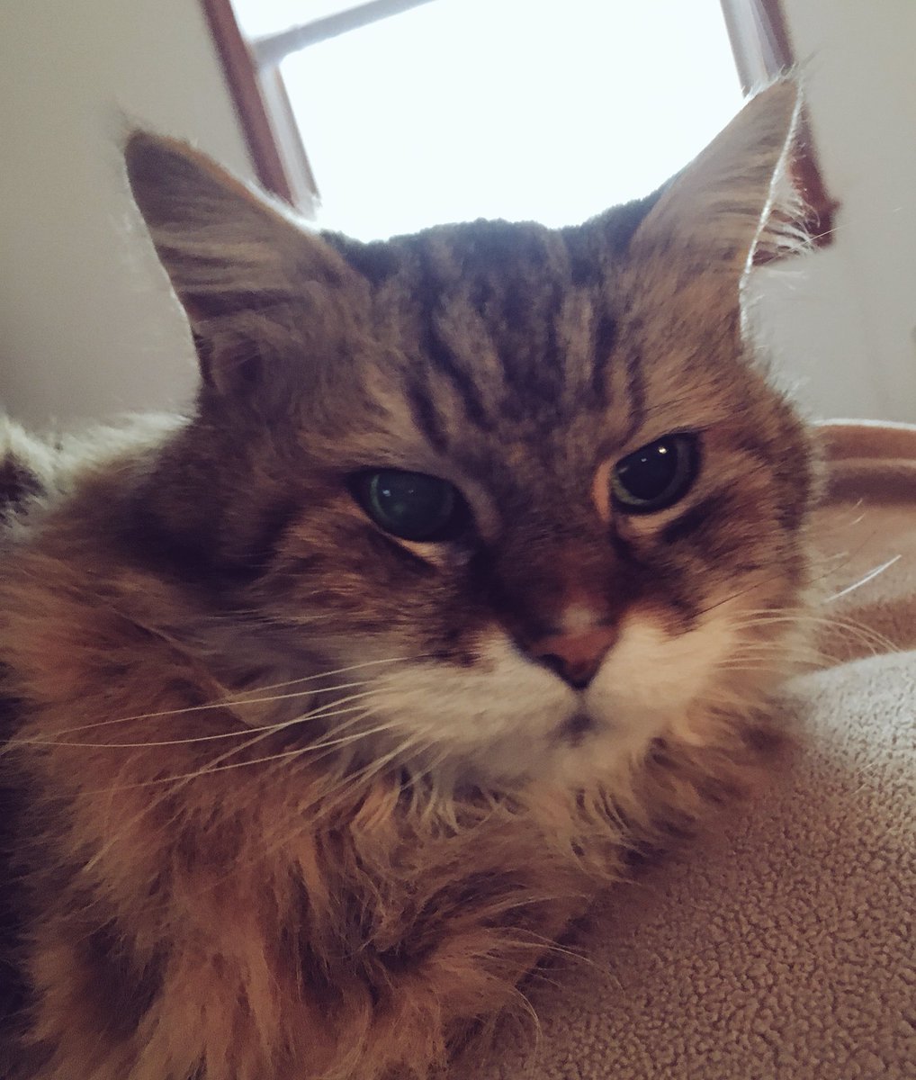 brylee1889's tweet photo. This little monster keeps trying to steal my breakfast on me.. struggles of Saturday mornings are real! #Simmygirl 😻🤦🏻‍♀️ https://t.co/lEcOSjNR8R