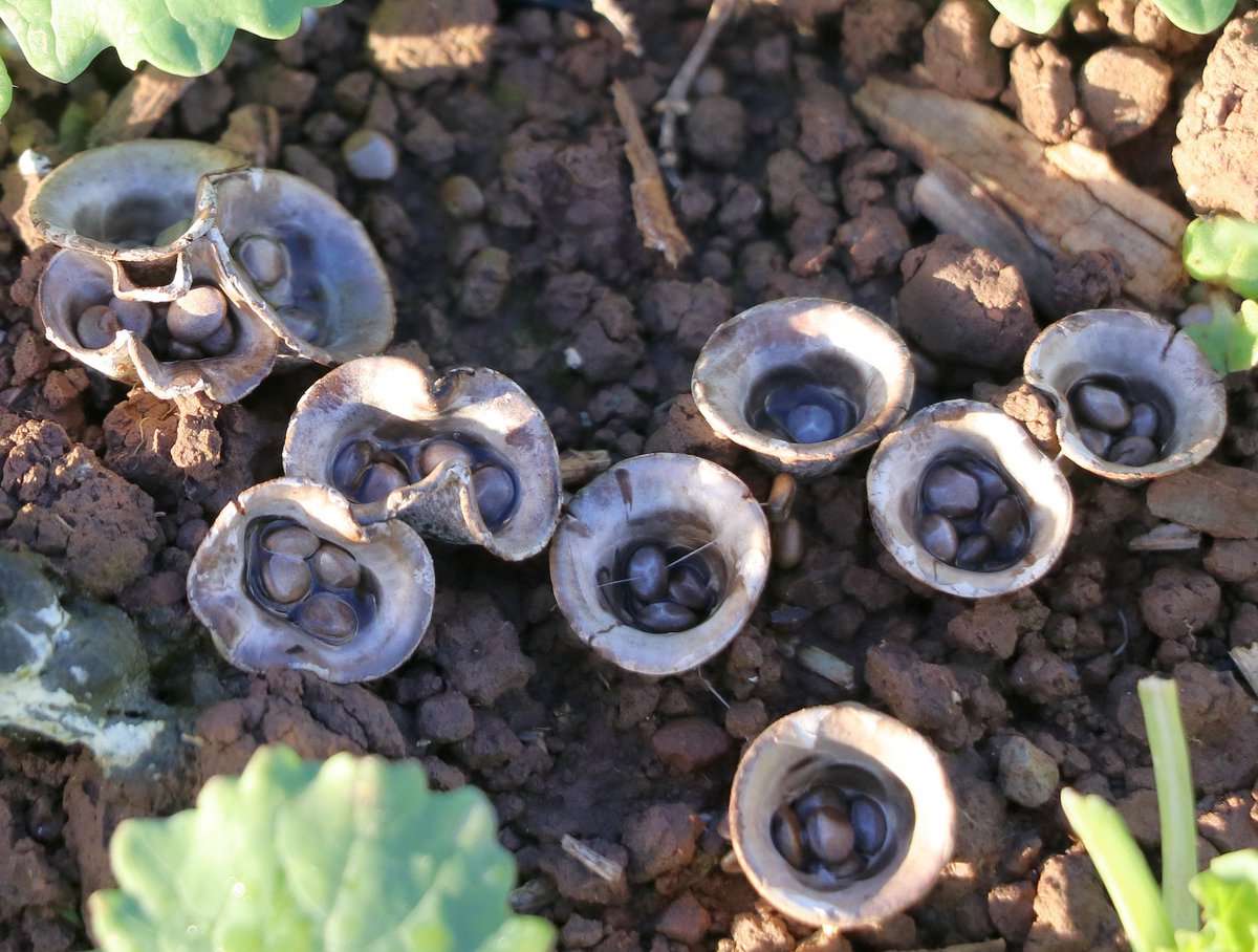 JochenLangbein's tweet photo. Oysters anyone ? Well - its Bird's nest fungus actually. Thanks @AnchorBirder alerting me that something I'd never seen before is growing just outside own garden fence #fungi @HolnicoteNT @lukaslarge @FantasticFungi https://t.co/HTwP7b26dA