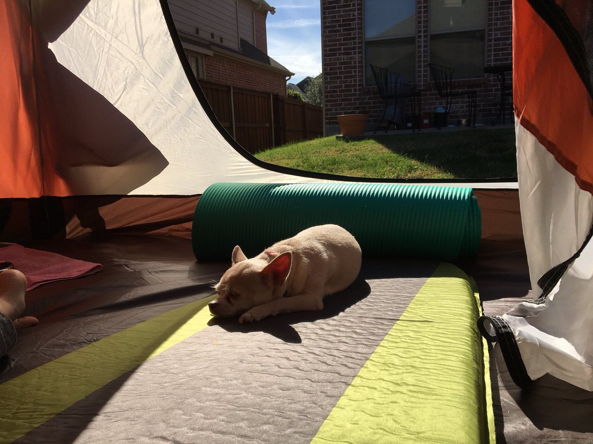 juneroh's tweet photo. Soy is enjoying the sunshine. Very nice day today. https://t.co/rgsNMemjZO