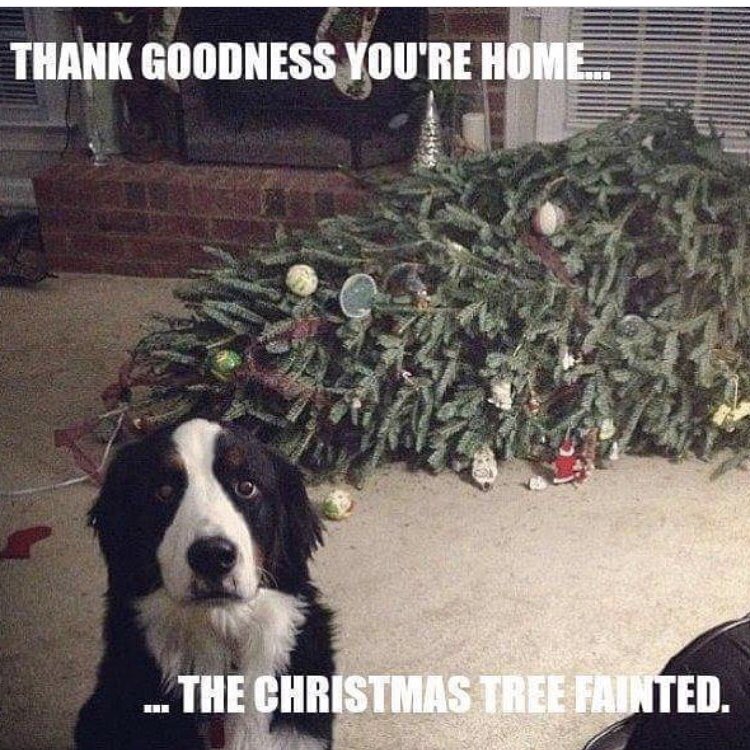 sha911sha's tweet photo. @danishaladawn Why does this remind me of your furbaby? #poochproblems https://t.co/d6A9jOI636