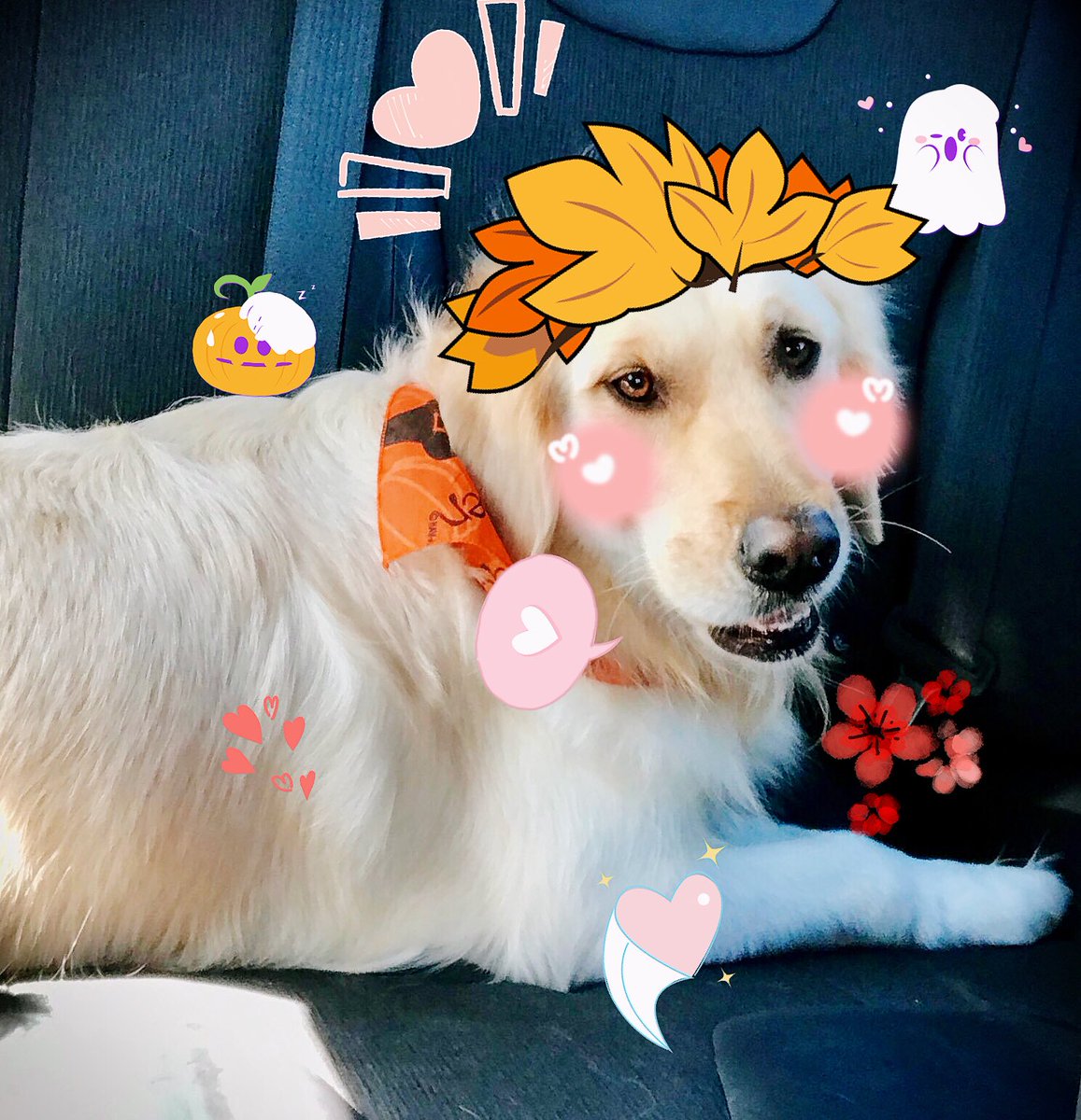 chicasoftbot's tweet photo. 💗🍁✨ 𝓱𝓸𝓶𝒆🌟🍂💞 https://t.co/onjRcy9QRo