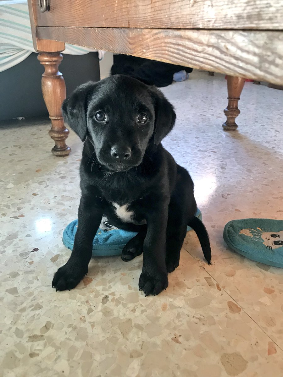 Este bebé busca casita, lo encontré hace unos días en la calle, si no podéis cuidarlo ayudadme a difundir.