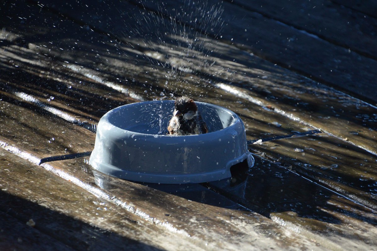 syberch's tweet photo. time for a dip @CTVwdean @CTVdavidspence #YYC #birds https://t.co/bWT70dKmOO