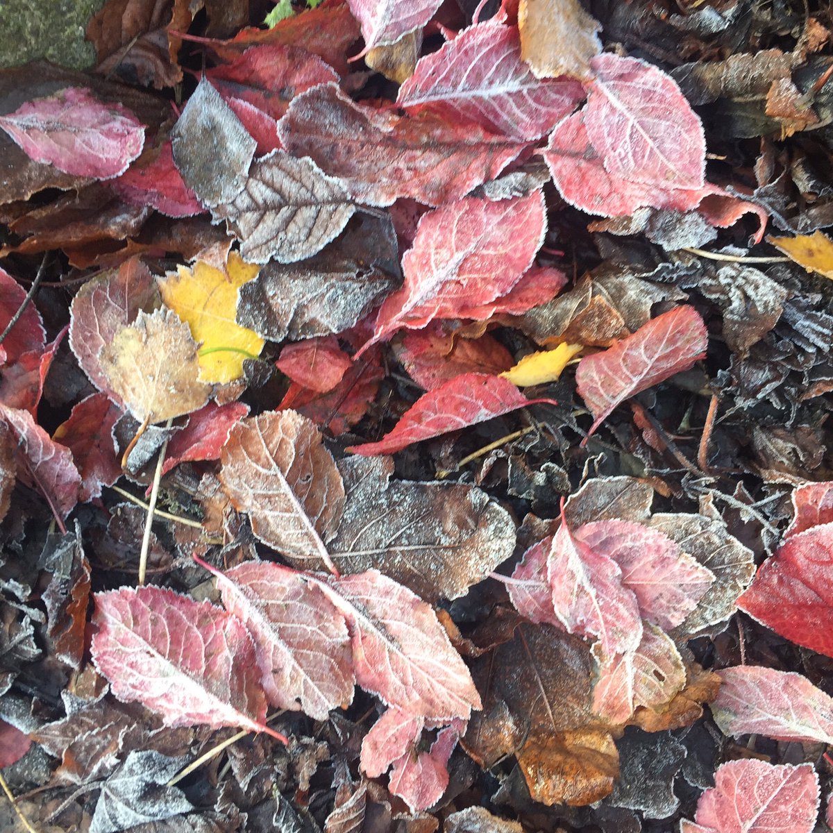 ClonalisHouse's tweet photo. Crispy colours on show this morning #jackfrost #clonalis #hiddenireland #castlerea https://t.co/eR4j1fdLLG