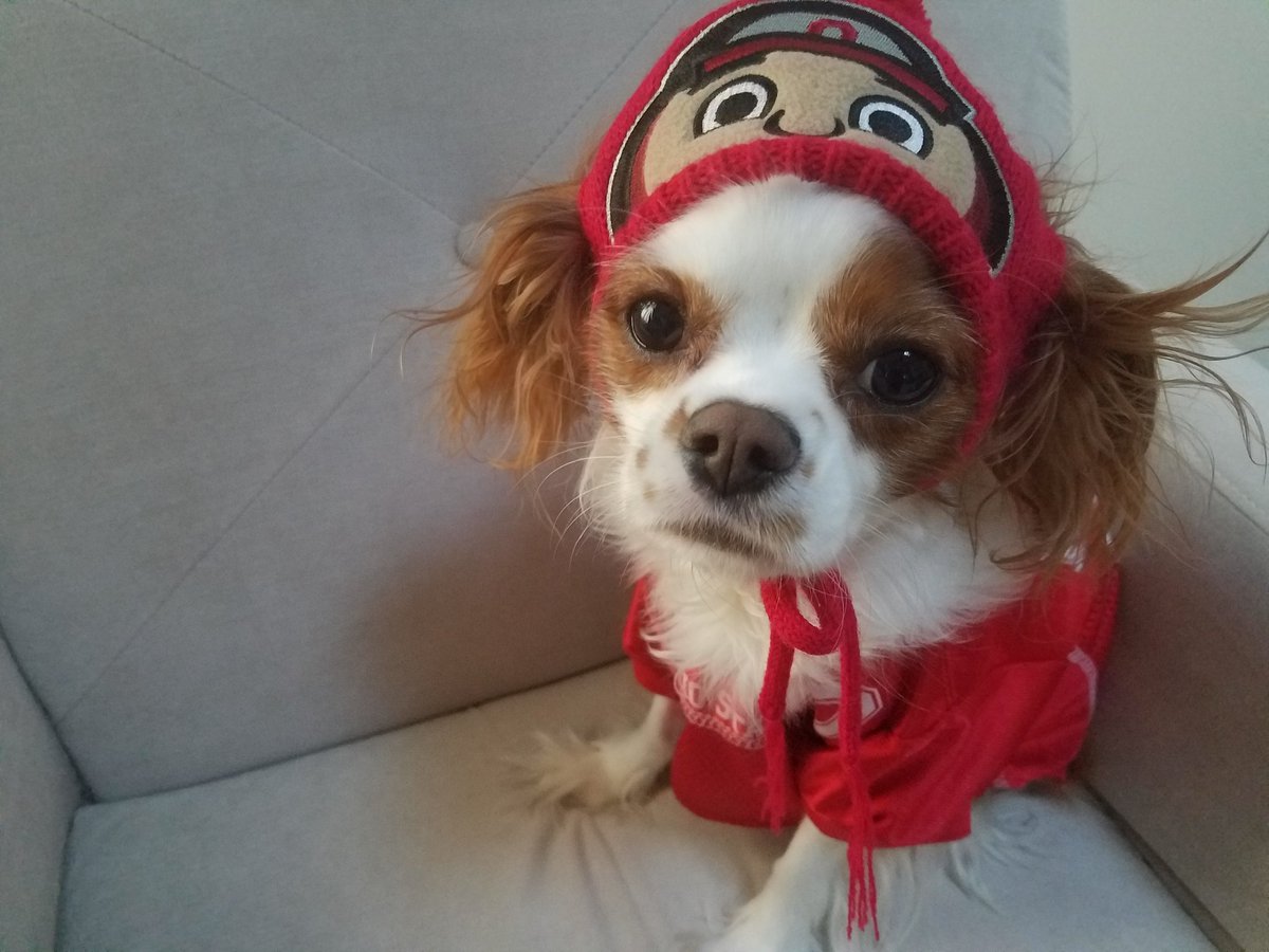 mevans14's tweet photo. Cutest little Buckeyes fan. #willworkforcheese #OSUvsMich #OSUvsUM https://t.co/PQSRBr5ldW