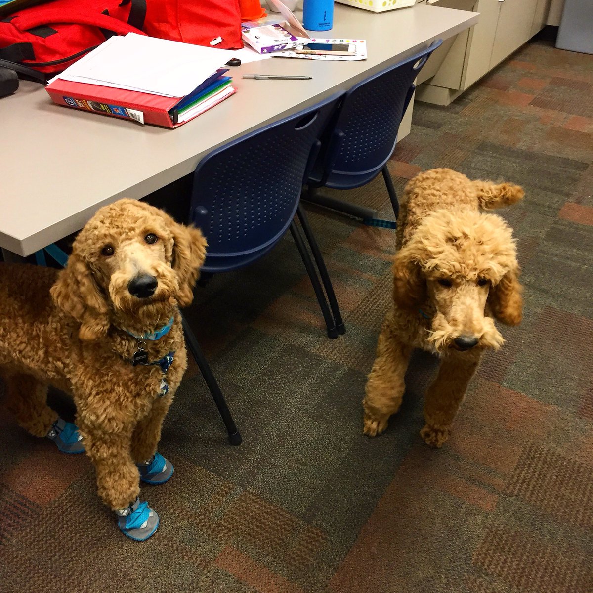 HammyPoodle's tweet photo. Brothers don’t shake hands, brothers hug. Time for world domination. #servicedog reunion #poodlesofinstagram #poodle #servicedogintraining #servicedogsofinstagram #standardpoodle #standardpoodlesofinstagram #apricotpoodle #foundationforservicedogsupport #hammytheservicepoodle https://t.co/Urt4kIUrw4