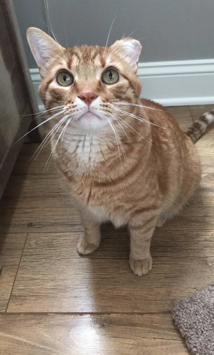 ohheyyykay's tweet photo. if anyone sees our car Simba he’s missing in the Tremont area. No collar and doesn’t really come running. He’s not a outdoor cat so he really doesn’t know what to do! https://t.co/Zg9fvtE96K