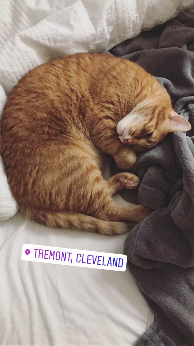 ohheyyykay's tweet photo. if anyone sees our car Simba he’s missing in the Tremont area. No collar and doesn’t really come running. He’s not a outdoor cat so he really doesn’t know what to do! https://t.co/Zg9fvtE96K