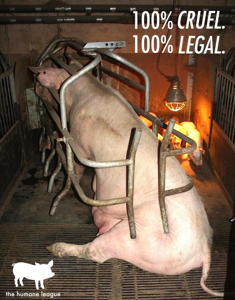 The Humane League tweet media