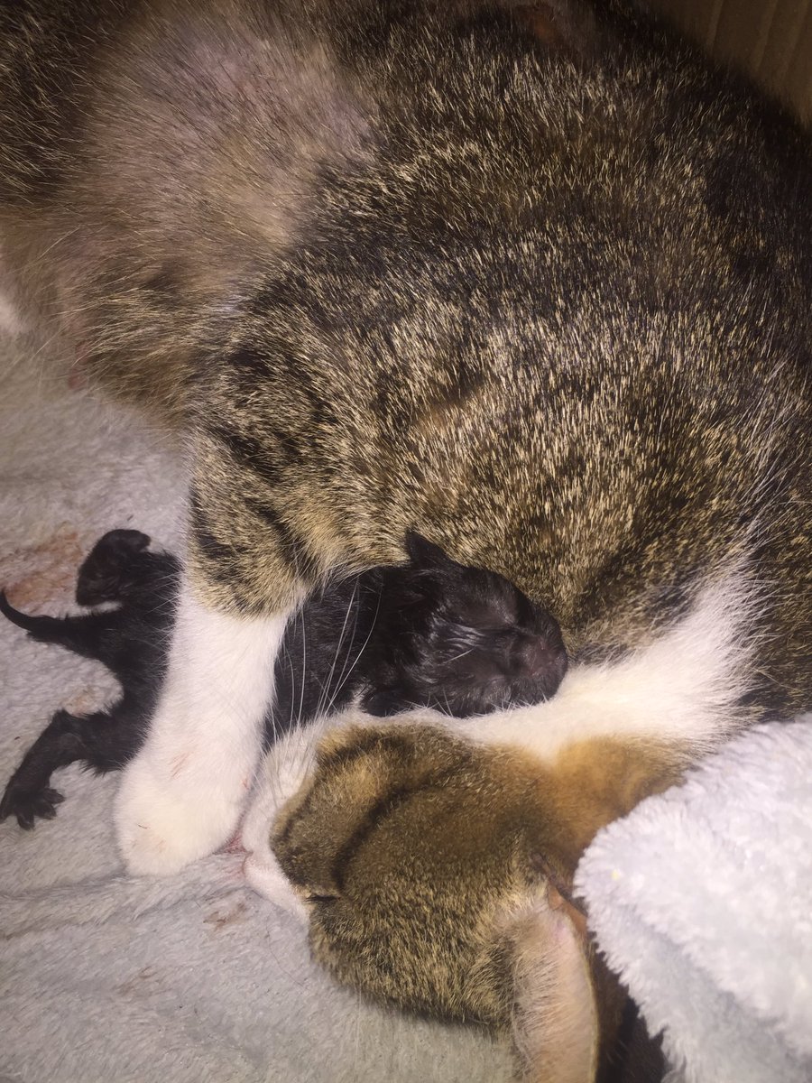 starrescuenottm's tweet photo. Esmé is having her kittens! On the way is number 3! 

#kittens #happybirthdaykittens #rescuekittens #kittenbirth #amazingbirth #proudmum https://t.co/xmUbvml9kH