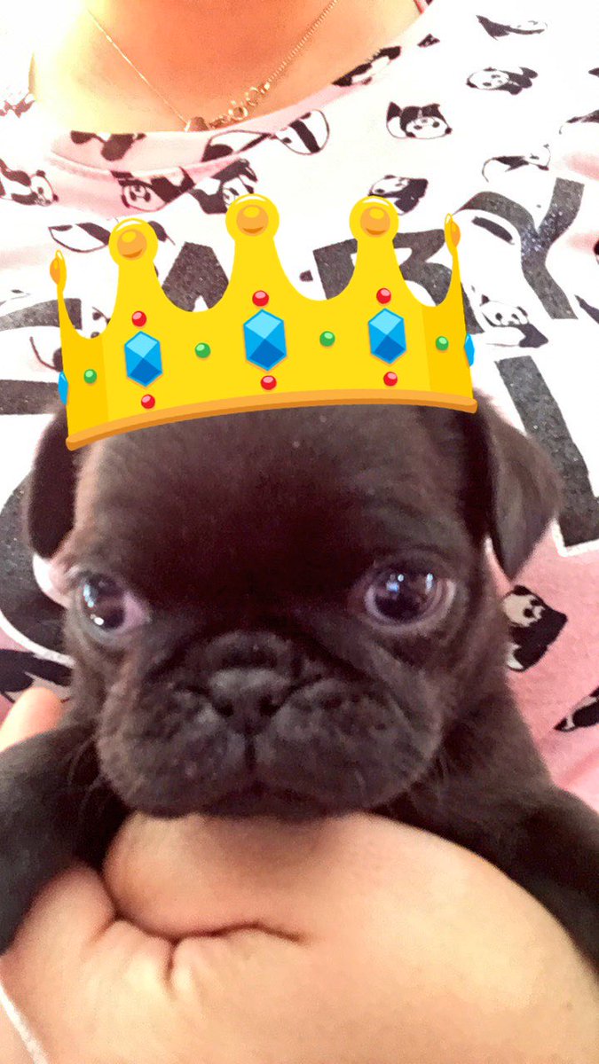 CanaThePug's tweet photo. Hace un mes llegué a mi nuevo hogar 💕 #puglife #PugFamily #pugsoftwitter https://t.co/sRHS7TsrbO