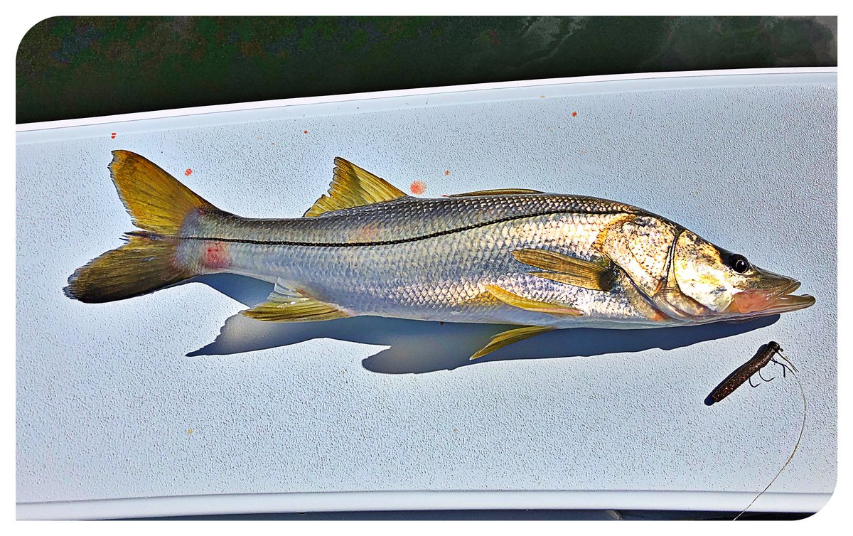 FlatsClass's tweet photo. Using the @Zmanfishing #nedrig to whack some #snook today. #saltstrong #flatsclass @mustad_americas #procurescents https://t.co/qAsbKojcDJ