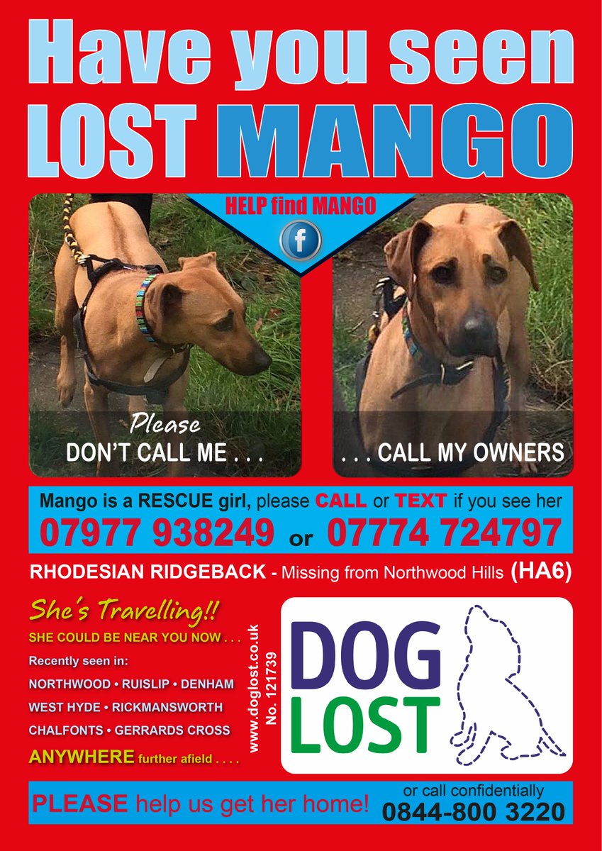 Find_Roxy's tweet photo. Please RT - #MissingDog #FindMango from Northwood HA6, seen UB9, WD3 - where is she now?
@VetsGetScanning @DoglostUK @lisaphipps15 @DoglostCj @Dogs_Today
https://t.co/7hLvqKnaDz https://t.co/X4WTl5Mpwv