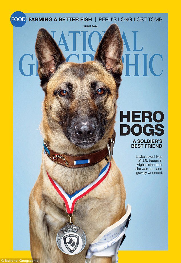 How beautiful is Layka? Shot 4 times in Afghanistan. Lost her leg. War hero #K9 #WarDog