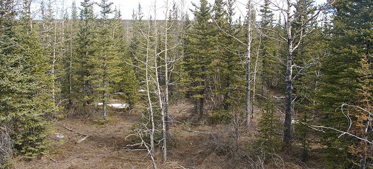 seagatetimber's tweet photo. Researchers at the @UBC have developed a new early warning system to predict when and where human-caused #wildfires are most likely to occur. #wildfire https://t.co/OCRl9Rya26 https://t.co/8BhR5vquy7