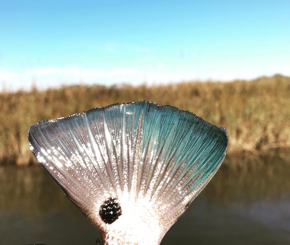 DoseOfTheCoast's tweet photo. We would be so blue without you! Thank you to all of our supporters! https://t.co/wfGP4gWLZZ https://t.co/sVP4DWRfR4