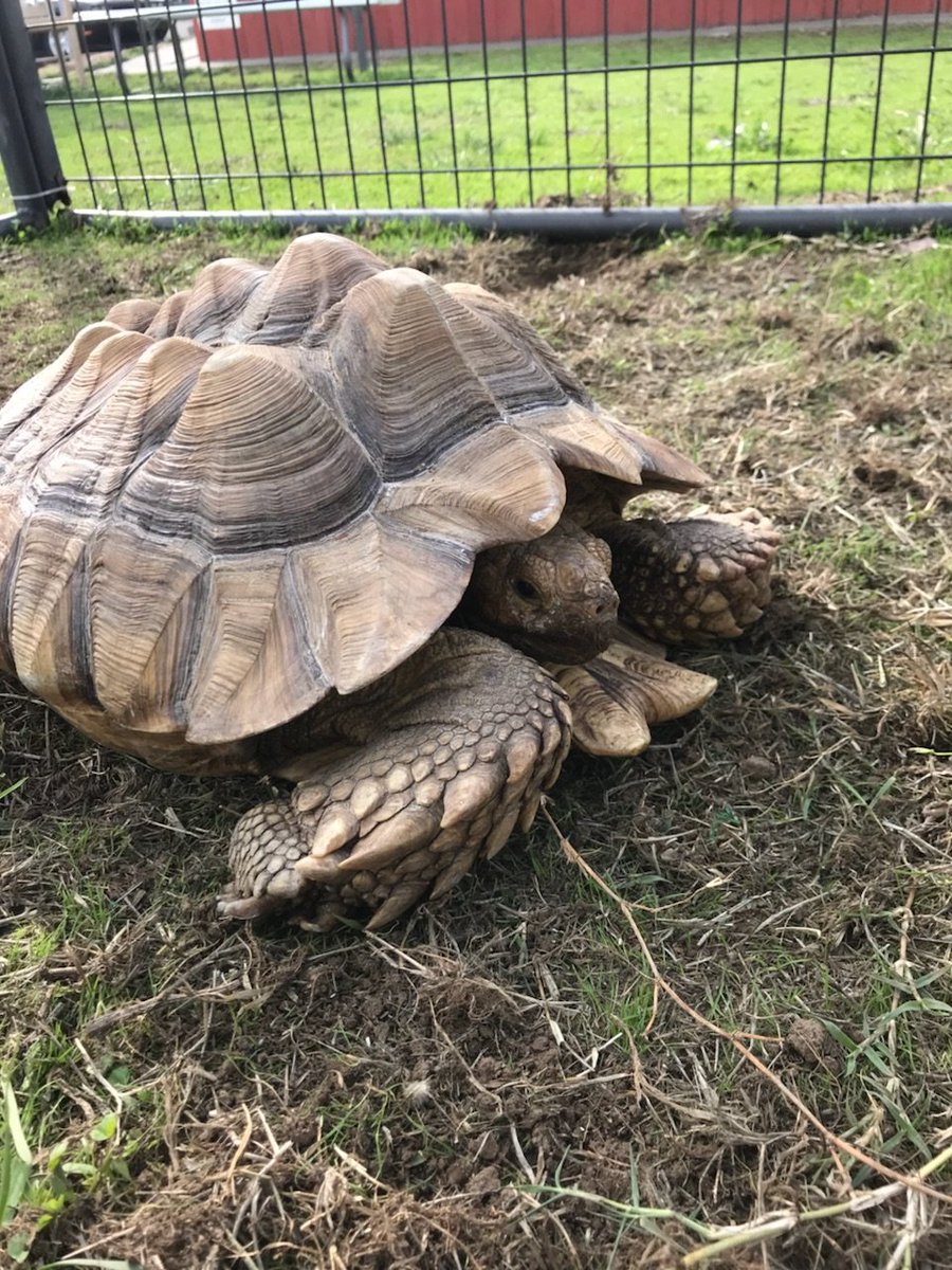 Solano spca (@SolanoSPCA) / Posts / X