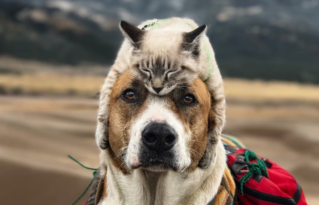 We all feel love, warmth, happiness, fear, coldness and sadness. Be the #kindness ❤
#Vegan because you can 😘