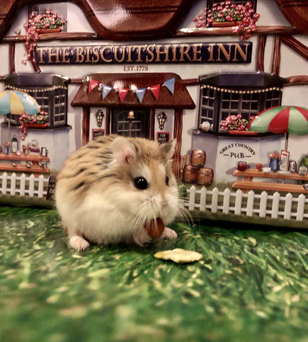 hamster_zen's tweet photo. Little trip out to the local, hamaretto and coke please 🐹🦆🌻🥕🍹#HamsterZen #hamstersoftwitter https://t.co/Do1joWRi7c