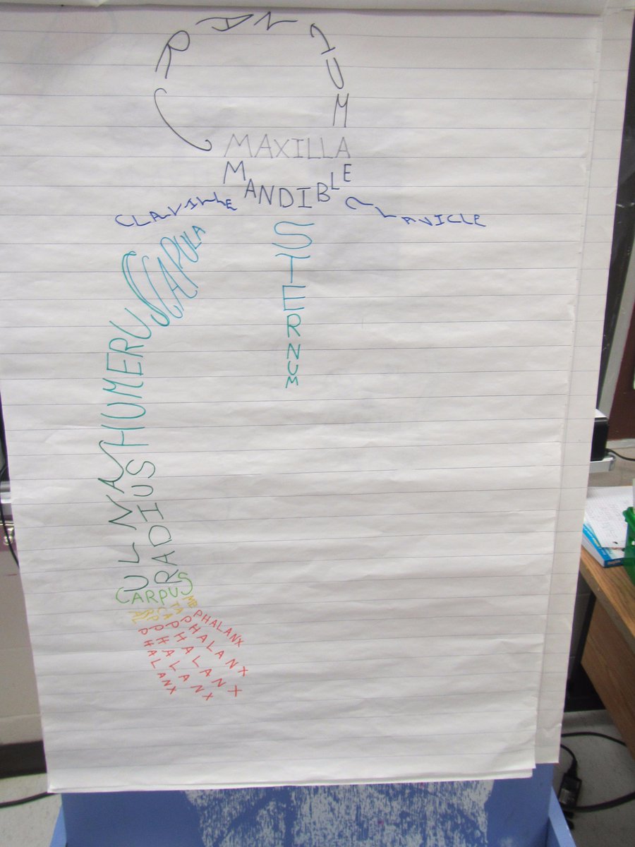 SebastienTeach's tweet photo. Learning about the human skeletal system, @StLukeOttawa's grade 6 classroom display their ability to locate, place and name the many bones of the human body! There's nothing "Humerus" about the level of progress seen here. https://t.co/eSlnwWSPyG