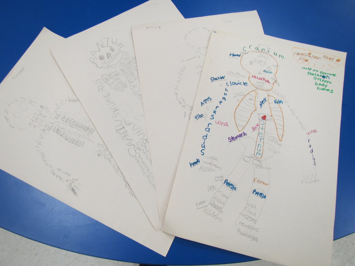 SebastienTeach's tweet photo. Learning about the human skeletal system, @StLukeOttawa's grade 6 classroom display their ability to locate, place and name the many bones of the human body! There's nothing "Humerus" about the level of progress seen here. https://t.co/eSlnwWSPyG