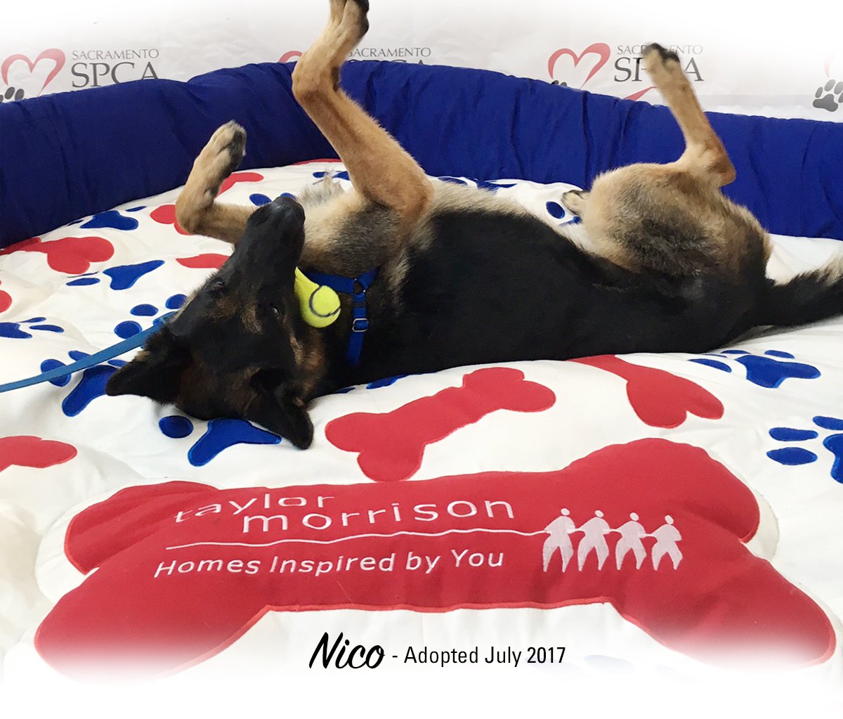 SacramentoTM's tweet photo. Two weeks until the the #TaylorMorrison and SPCA Pet Adoption Day! Save the date - December 9th! https://t.co/qC0qtzSC0N #TaylorMorrison #Sacramento #NoCal #TMNorCal #TMSac https://t.co/9BoBOIgrKR