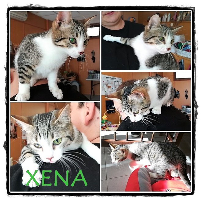 AldeaAnimal's tweet photo. NOMBRE:Xena
EDAD: Mayo 2017
SEXO: Hembra esterilizada
CARACTER: Cariñosa pero tímida
NIVEL DE ACTIVIDAD: Medio

CONTACTO: whatsapp 619002297 Bea

#Aldeaanimal #Adoptanocompres #Adoptamadrid #Urgente #Sosgatitos #Gatosmadrid 
#LindoGatito #Adoptame #MininosEnAdopcion https://t.co/H3YS9oP8Zu