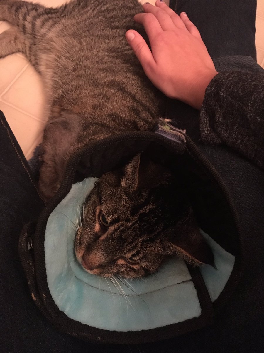 cmisich's tweet photo. #buddyupdate he is doing a lot better and gets to be out of the cone when someone is with him #Caturday @purrcast #adventureswithcats https://t.co/s7MXCuUrpN