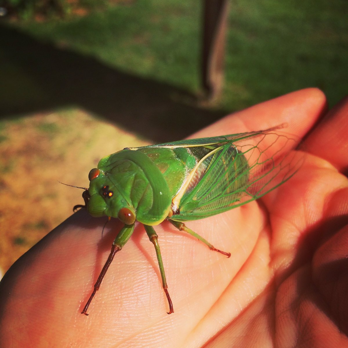 ScienceRaisin's tweet photo. Hearing any cicadas at your place yet? #summer https://t.co/nUzThEMOHX