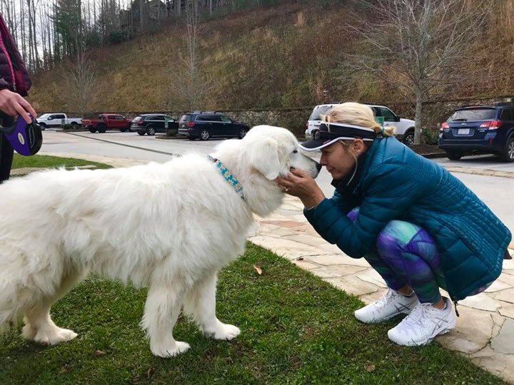 BearLakeNC's tweet photo. Look who’s back!  ‘Bear’ the lost and sick great pyrenees who was found by Anne Smith &amp; adopted by the Kallen family! https://t.co/w26crd5xUj