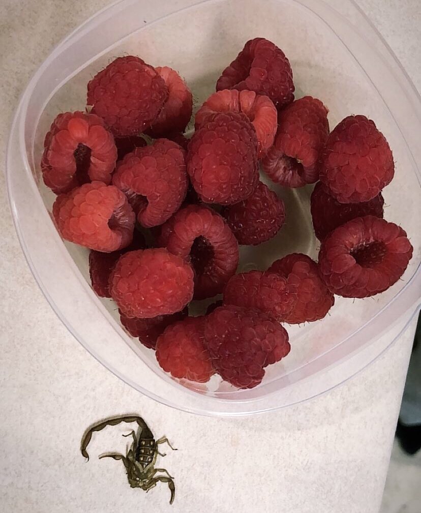 AndiB_15's tweet photo. I literally just found a dead scorpion in my raspberries that I bought from @kroger ... I’m so grossed out and disappointed!! https://t.co/1tJsDbkAI4