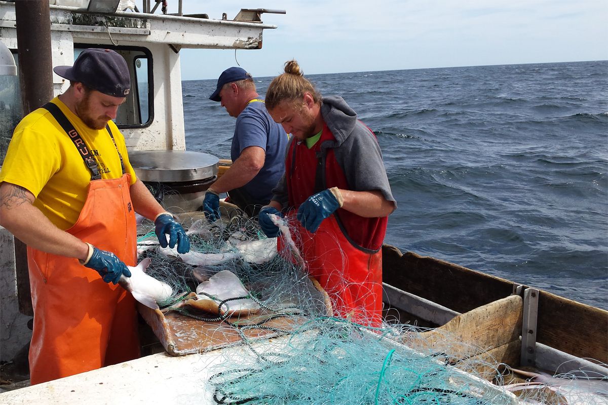 CivilEats's tweet image. How Cape Cod fishermen and local chefs are building a market for locally plentiful but lesser-known seafood species  buff.ly/2zonOrZ