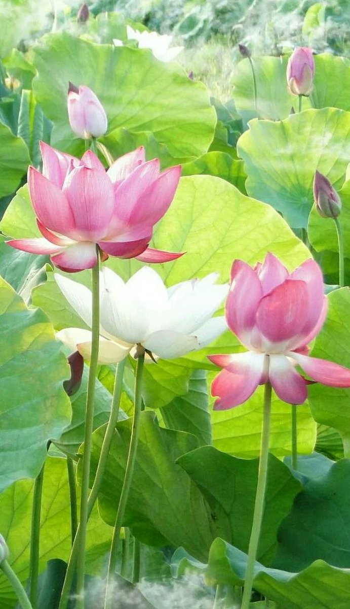 luthful7's tweet photo. @SarahSevenA @Zsuuzsaa @arasaucedo24 @ToughTessie @shesallsoul @sulenaka @tomasem1 @bettinaschroed5 @ana4dream @AnaGtz79 @ElMundoEnFoto @JessyLions_ 🌹👌🍀 https://t.co/LTAr8gY2OT