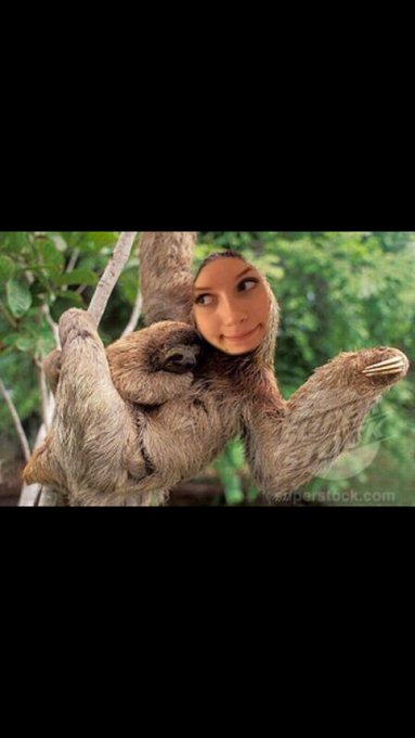 Get u someone who loves you as much as I love sloths https://t.co/wZrLho4nAa